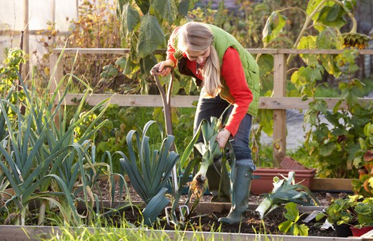 allotments-4 man planting