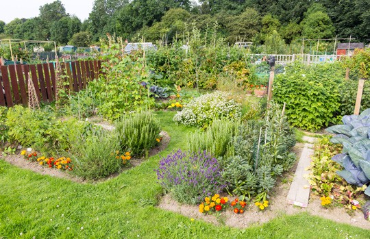 allotments-5 Allotment field