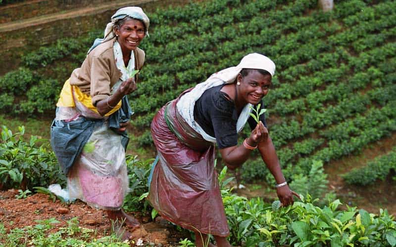 fairtrade plantation