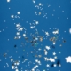 flock of birds flying under blue sky during daytime
