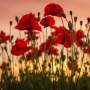 red flowers in tilt shift lens