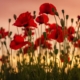 red flowers in tilt shift lens
