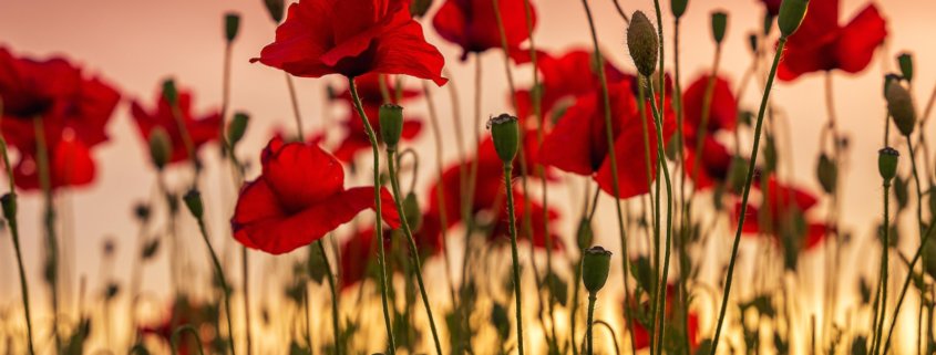 red flowers in tilt shift lens