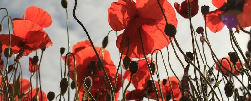 red flowers with green leaves