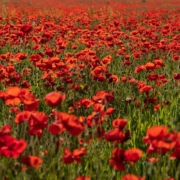 red flower field during daytime