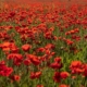 red flower field during daytime