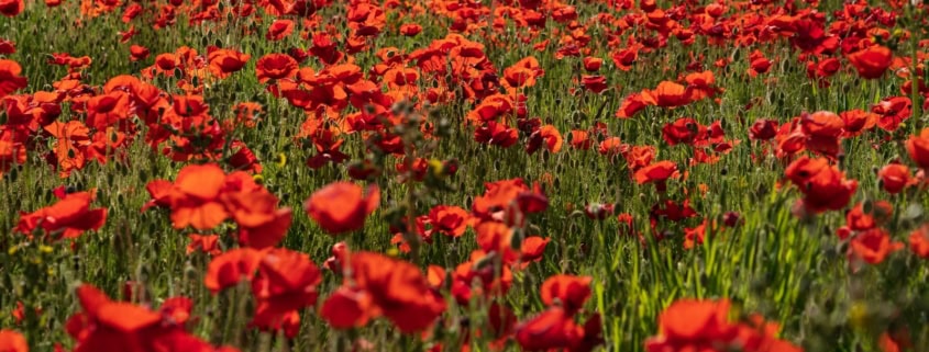 red flower field during daytime