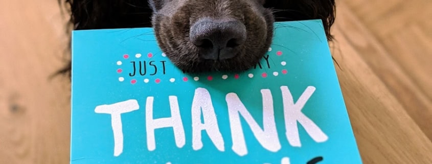 dog biting Thank You mail paper